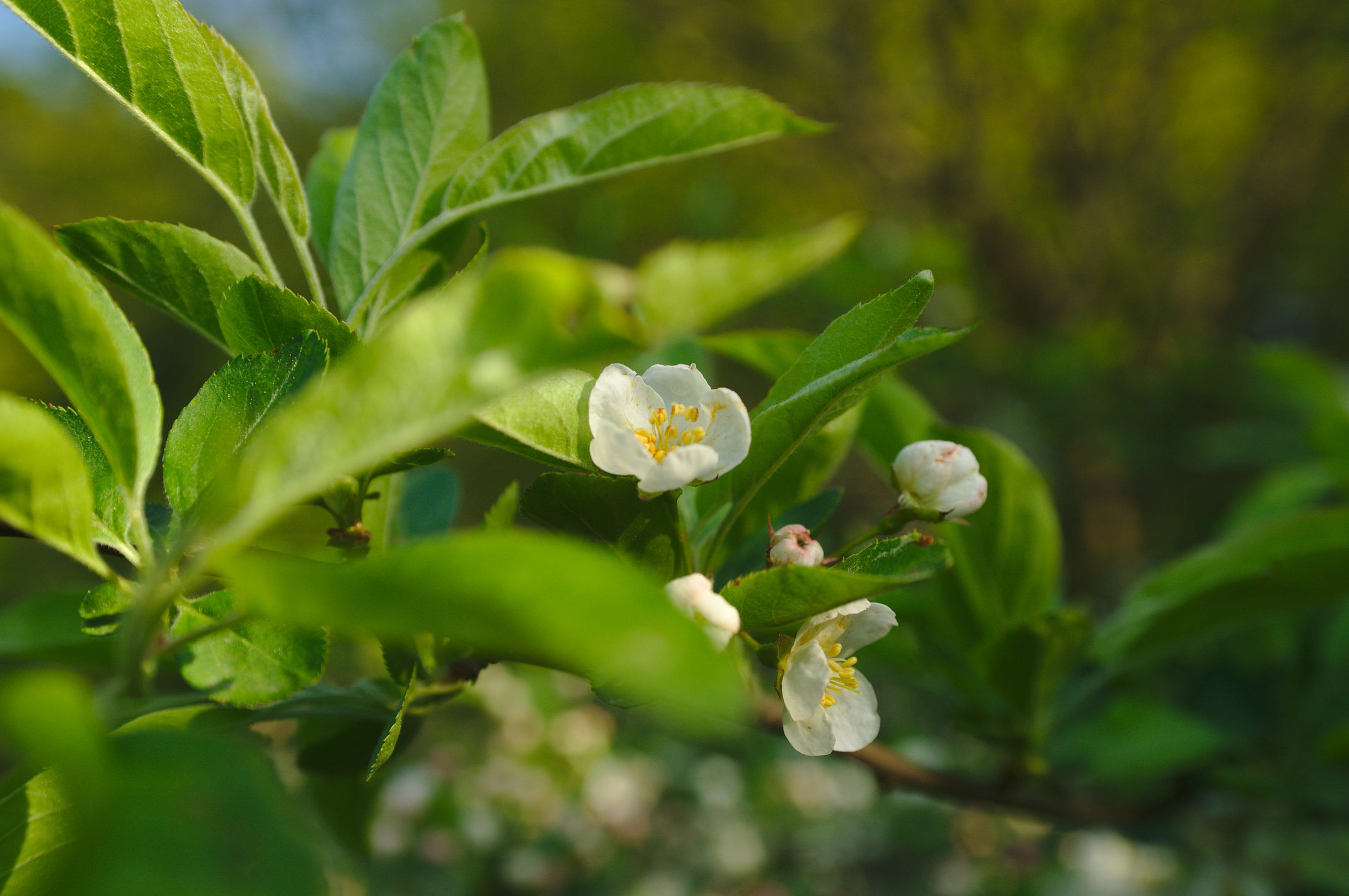 Blomster
